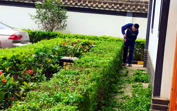 1641257666932292.jpg 修剪辦公樓周?chē)G化帶.jpg